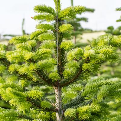 Grenretter - Triwi topbøjle 3 kryds, 100 stk.