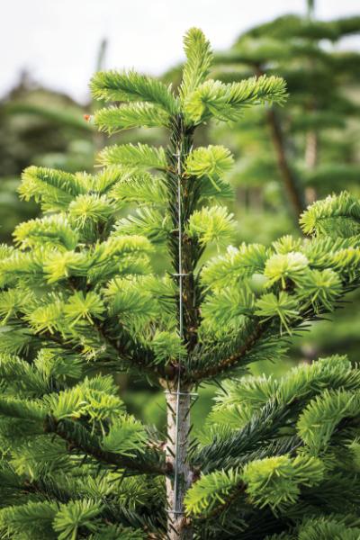 Grenretter - Triwi topbøjle 3 kryds, 100 stk.