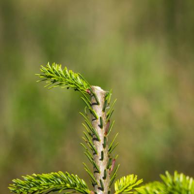 Knopretter model skøjtenøgle 100 stk./ps.