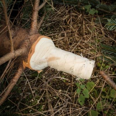 Juletræsspidser model TP, HOVEDNUMMER