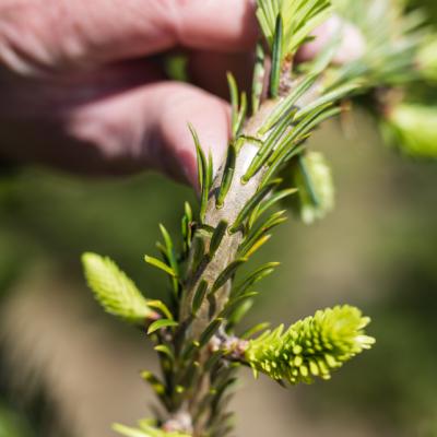 Top-Stop TWIST, tang, med 5 skær, model 2025