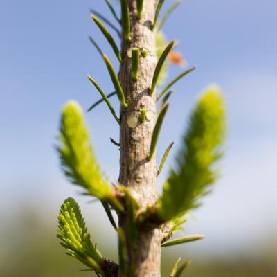 Top-Stop TWIST, tang, med 5 skær, model 2025