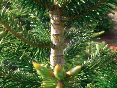 Top-Stop TWIST, tang, med 5 skær, model 2025