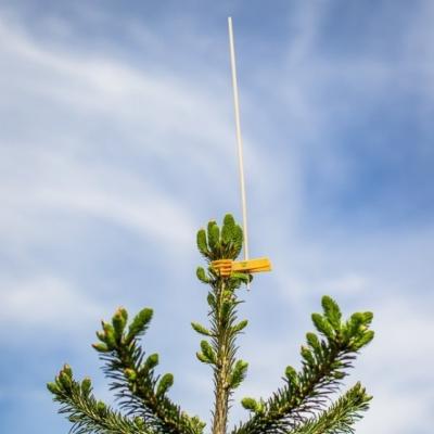 Fuglepind med klemme, 1000 stk/kart., gul, m/40 cm træpind