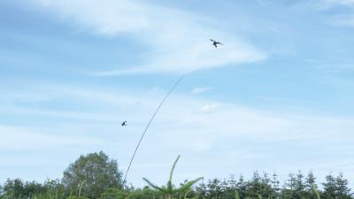 Skræmmedrage 10 m. komplet teleskopstang, jordspyd og drej