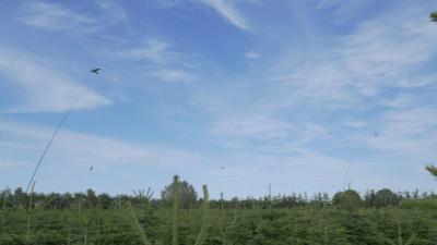 Skræmmedrage 12 m. komplet teleskopstang, jordspyd og drejel