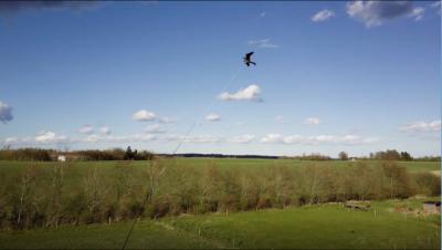 Skræmmedrage 12 m. komplet teleskopstang, jordspyd og drejel