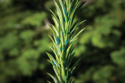 Easy Roller, rød farvepakning 100 ml,  + engangssprøjte