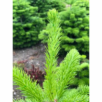 Easy Roller, farvepakning, engangs, Hovednr.