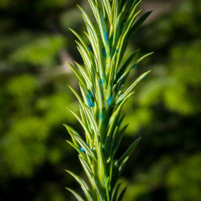 Easy Roller, rød farvetoner, 500 ml