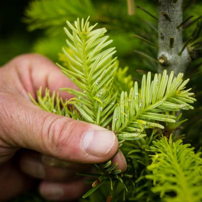 Lup, 30 x forstørrelse, med lys