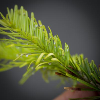 Lup, 30 x forstørrelse, med lys