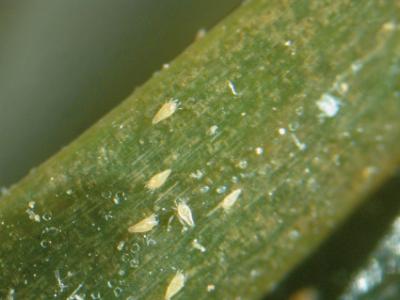 Lup, 30 x forstørrelse, med lys