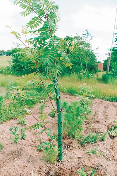 Plantespiral, 75 cm, grøn, 250 stk./kasse