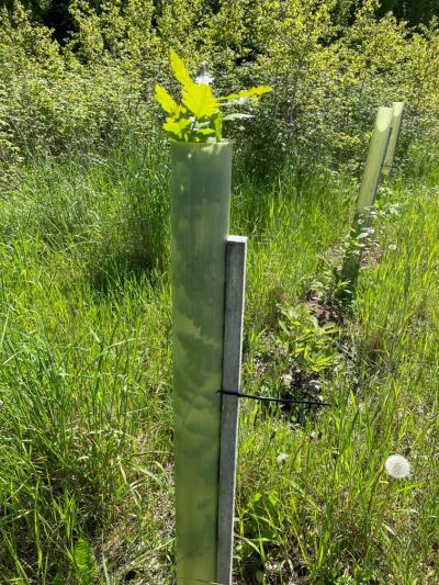 Tubex, 5 vækstrør,120 cm m/binder, grøn, Ø6,5 -10 cm