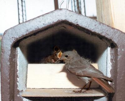 Schwegler, fuglekasse, 2HW, træbeton, dyb, kassemål: 15 x 21