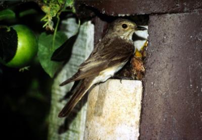 Schwegler, fuglekasse, 2H, træbeton, til div. småfugle