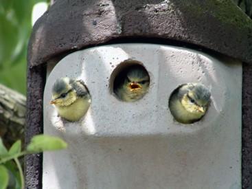 Schwegler, mejsekasse, 2GR, træbeton, m/3 huller (koloni)