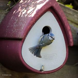 Schwegler, 1MR, mejsekasse, træbeton, Hovednr.