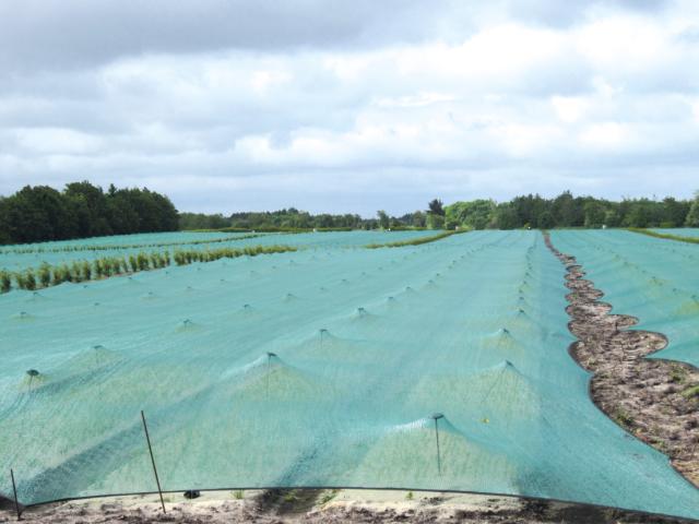 Skyggenet og tunnelbuer