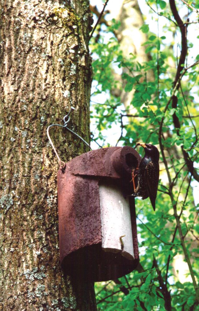 Schwegler,stærekasse, 3SV, træbeton, indgangshul: Ø 45 mm