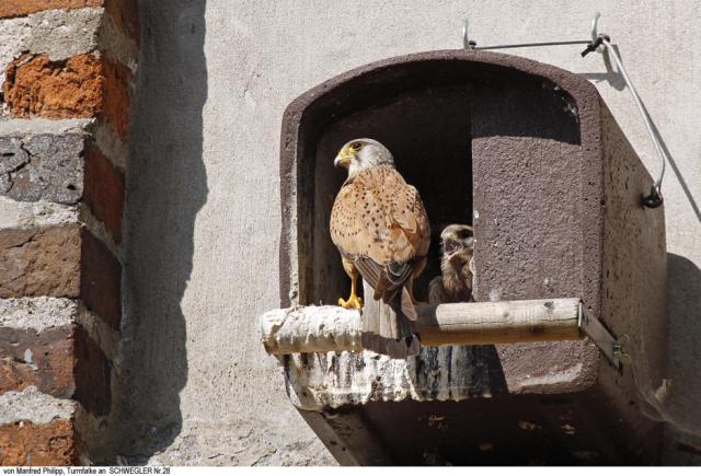 Schwegler, tårnfalkekasse, nr. 28, træbeton,indg.hul: 170