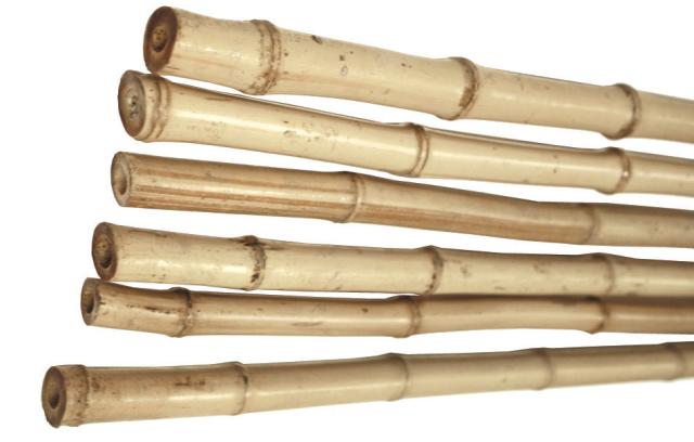 Bambus, 210 cm, Ø18-20 mm (målt i den tykke ende), 100 stk/p