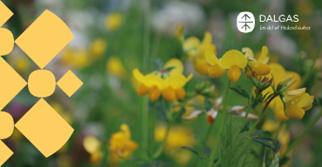 Gul eng blomster 330x170 Polyester Banner med øjer