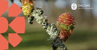 Knop ved udspring 330x170 Polyester Banner med øjer