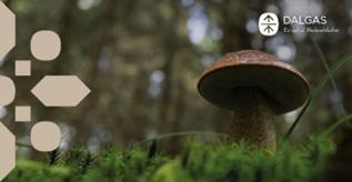 Svamp i skov bund 330x170 Polyester Banner med øjer