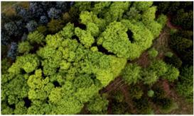 Grønne træer (skov) set fra oven,Banner