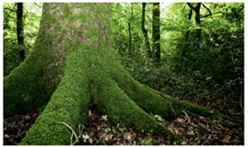 Træ fod/rødder, Banner