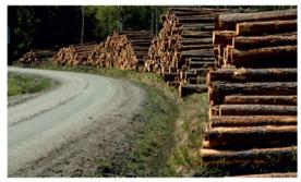 Træstammer der ligger ved siden af vejen,Banner