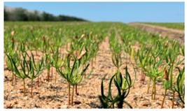 Små spirende planter, Banner