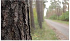 Træstamme tæt på,Banner