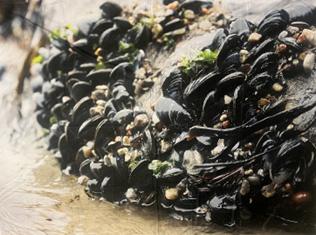 Muslinger i vand, Banner 290x215 med øjer,Polyester