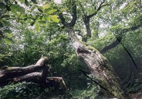 Stor Træ Banner 290 x 215 med øjer, Polyester