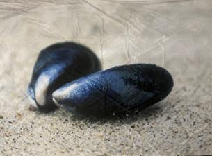 Muslinger på stranden, Banner 290 x 215 med øjer, Polyester