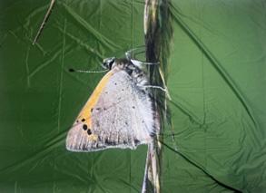 Sommerfugl på blad, Banner 290 x 215 med øjer, Polyester