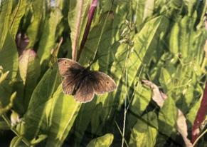 Sommerfugl på mark,Banner 290 x 215 med øjer, Polyester