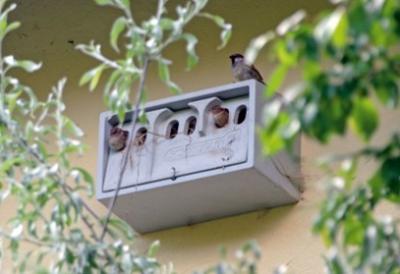 Schwegler, fuglekasse, 1SP, spurve-kolonihus, træbeton, 43x2